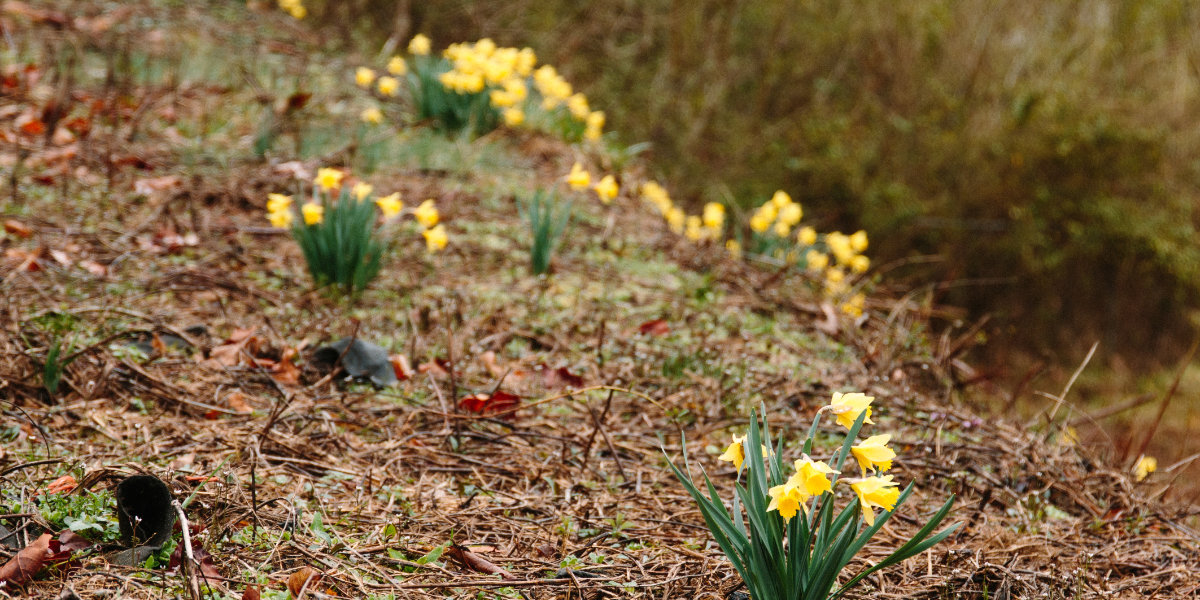 This is flowers on a walking trail.