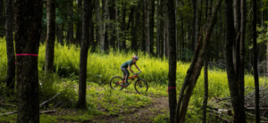 person riding their bike down the trail through the woods